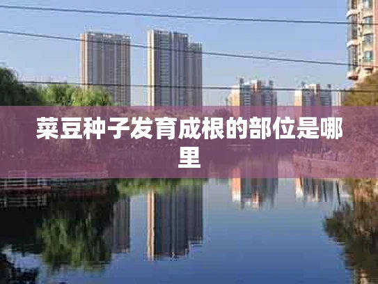 菜豆种子发育成根的部位是哪里