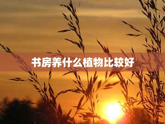 书房养什么植物比较好