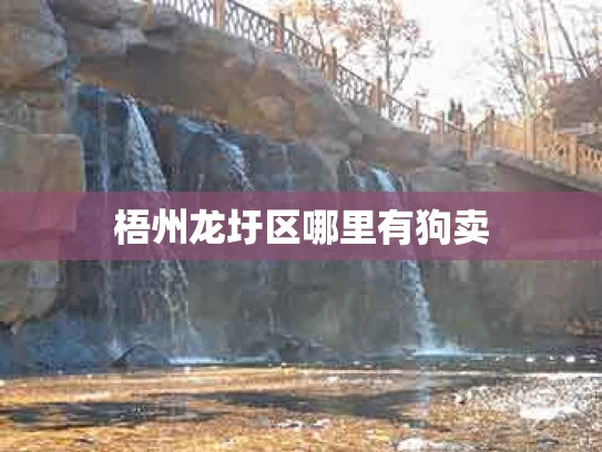 梧州龙圩区哪里有狗卖