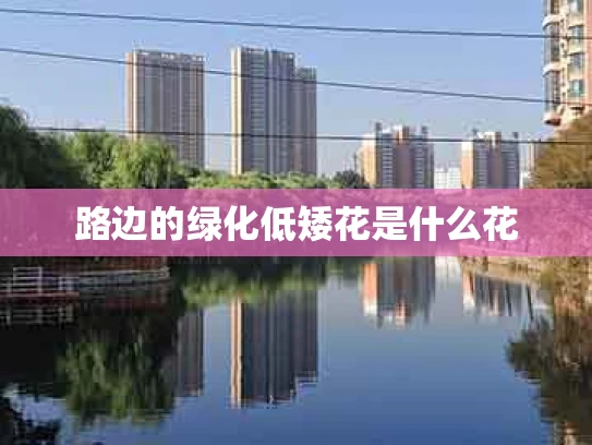 路边的绿化低矮花是什么花