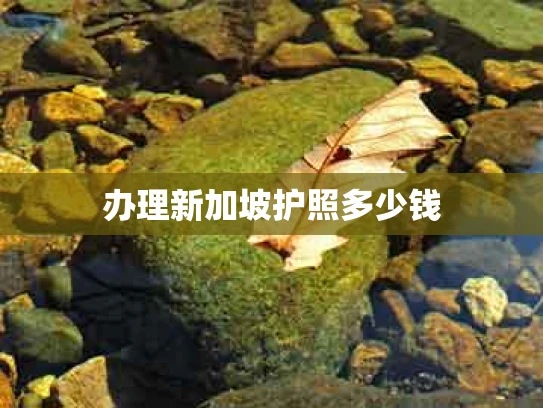办理新加坡护照多少钱