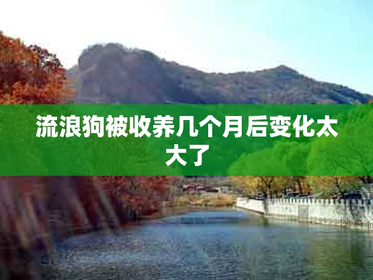 流浪狗被收养几个月后变化太大了