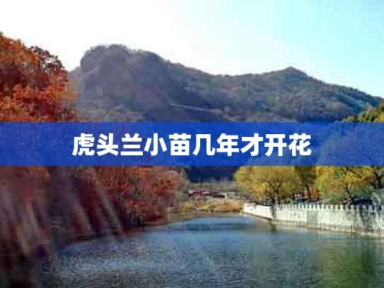 虎头兰小苗几年才开花