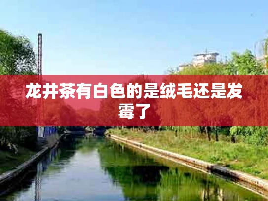 龙井茶有白色的是绒毛还是发霉了