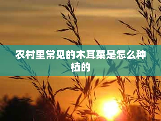 农村里常见的木耳菜是怎么种植的