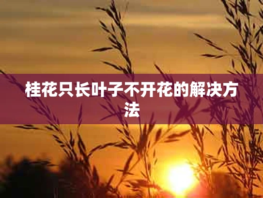 桂花只长叶子不开花的解决方法