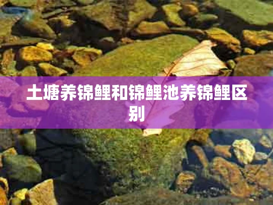土塘养锦鲤和锦鲤池养锦鲤区别