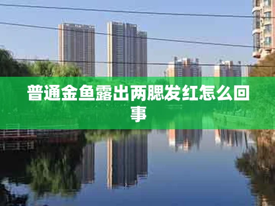 普通金鱼露出两腮发红怎么回事