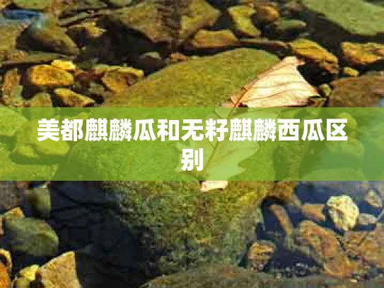 美都麒麟瓜和无籽麒麟西瓜区别