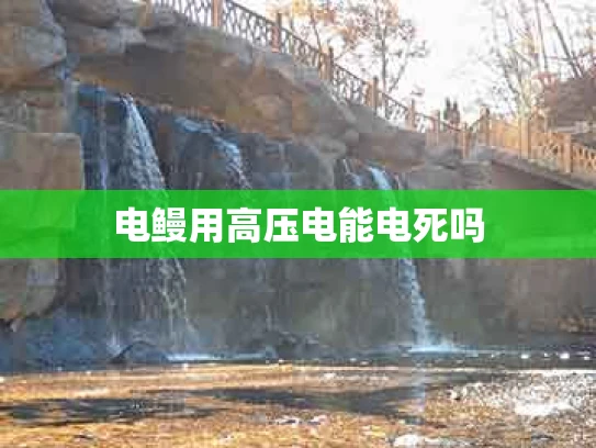 电鳗用高压电能电死吗