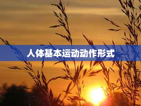 人体基本运动动作形式
