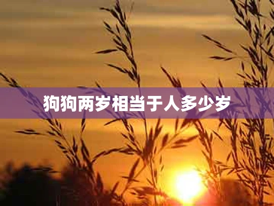 狗狗两岁相当于人多少岁