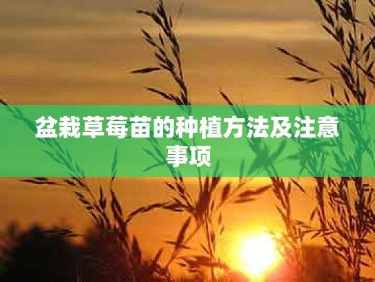 盆栽草莓苗的种植方法及注意事项