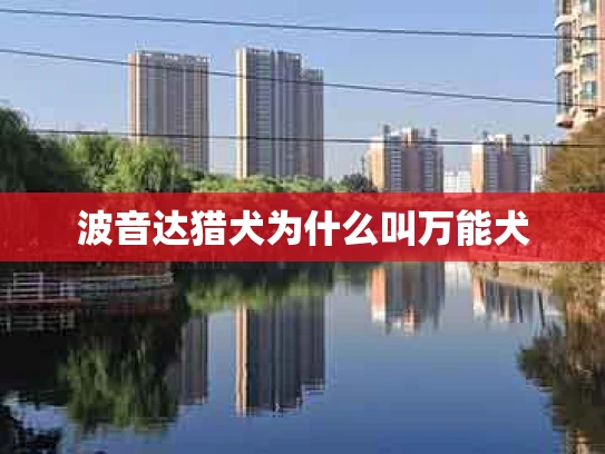 波音达猎犬为什么叫万能犬