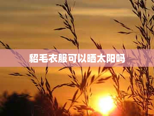 貂毛衣服可以晒太阳吗