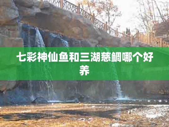 七彩神仙鱼和三湖慈鲷哪个好养