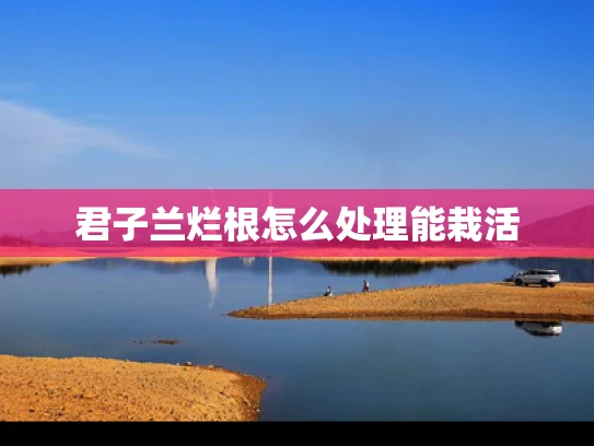 君子兰烂根怎么处理能栽活