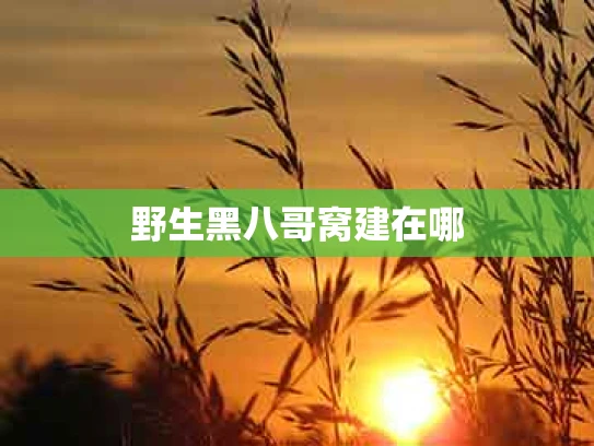 野生黑八哥窝建在哪