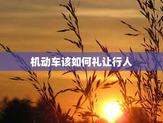 机动车该如何礼让行人