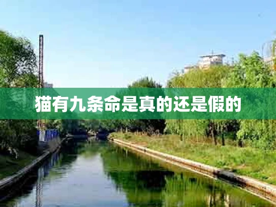 猫有九条命是真的还是假的