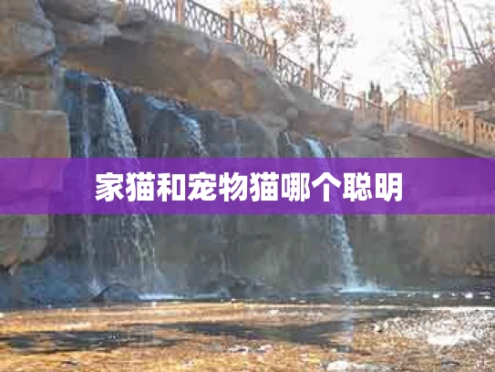 家猫和宠物猫哪个聪明