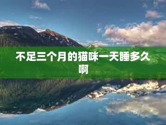 不足三个月的猫咪一天睡多久啊