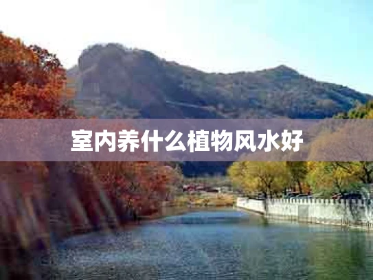 室内养什么植物风水好