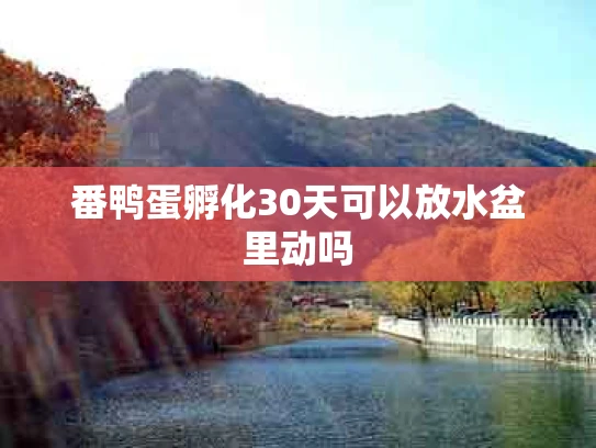 番鸭蛋孵化30天可以放水盆里动吗