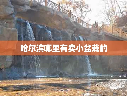 哈尔滨哪里有卖小盆栽的