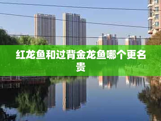 红龙鱼和过背金龙鱼哪个更名贵