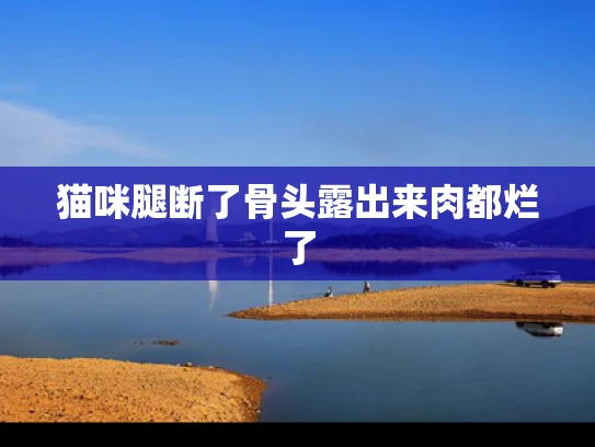 猫咪腿断了骨头露出来肉都烂了