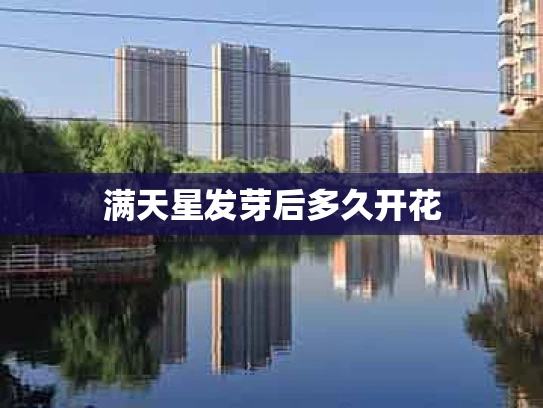 满天星发芽后多久开花