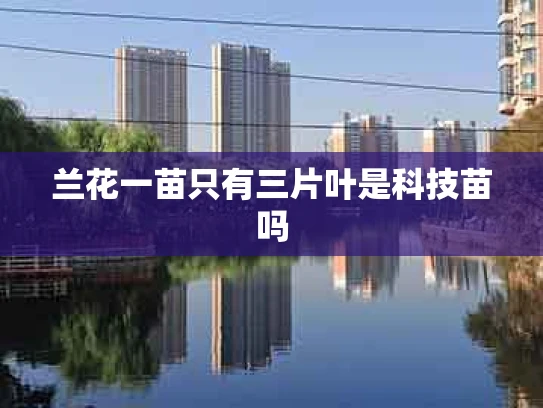 兰花一苗只有三片叶是科技苗吗