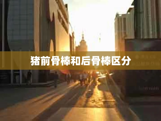 猪前骨棒和后骨棒区分