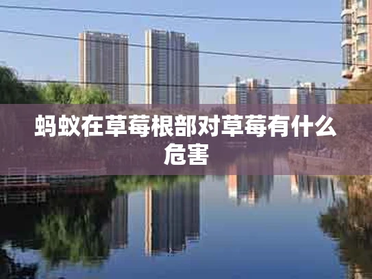 蚂蚁在草莓根部对草莓有什么危害