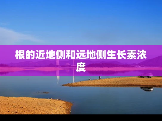根的近地侧和远地侧生长素浓度