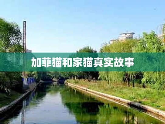加菲猫和家猫真实故事