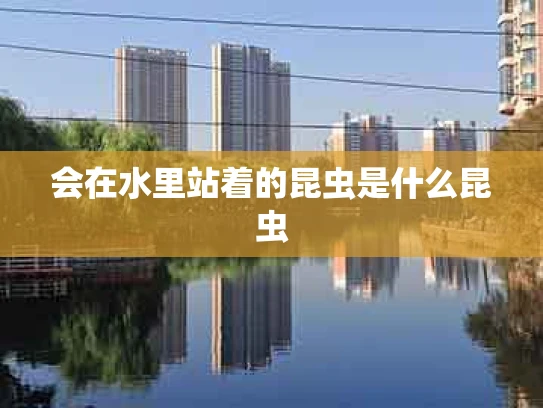 会在水里站着的昆虫是什么昆虫
