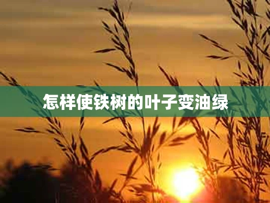 怎样使铁树的叶子变油绿