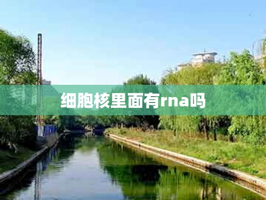 细胞核里面有rna吗