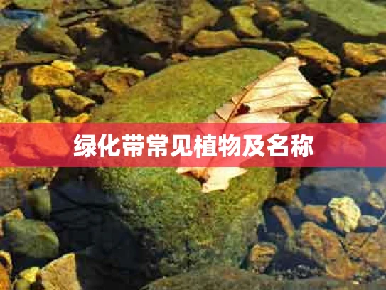 绿化带常见植物及名称