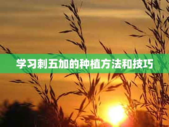 学习刺五加的种植方法和技巧