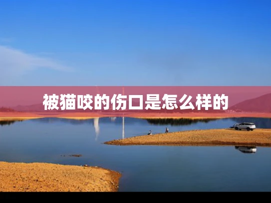 被猫咬的伤口是怎么样的