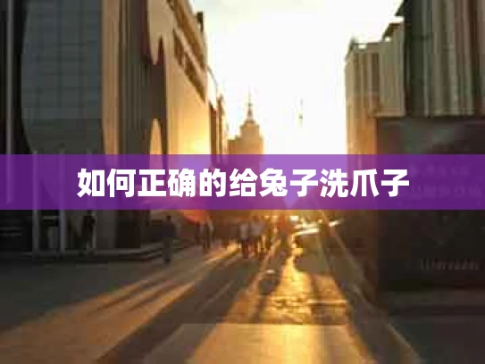 如何正确的给兔子洗爪子