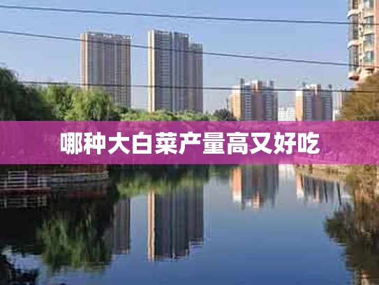 哪种大白菜产量高又好吃