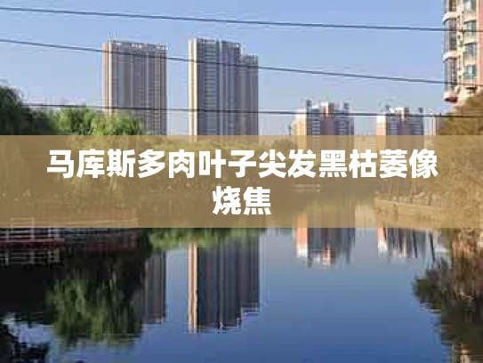 马库斯多肉叶子尖发黑枯萎像烧焦