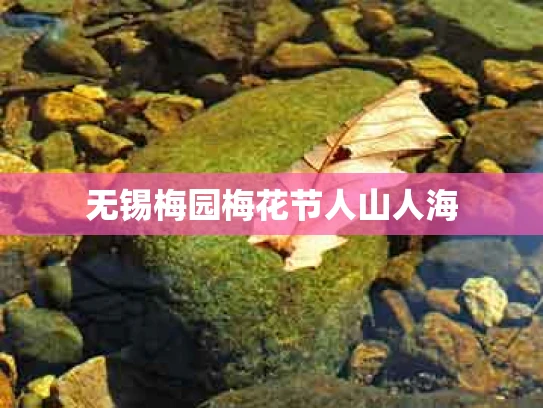 无锡梅园梅花节人山人海
