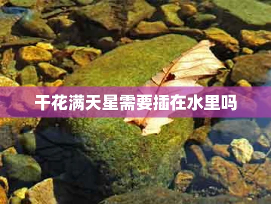 干花满天星需要插在水里吗