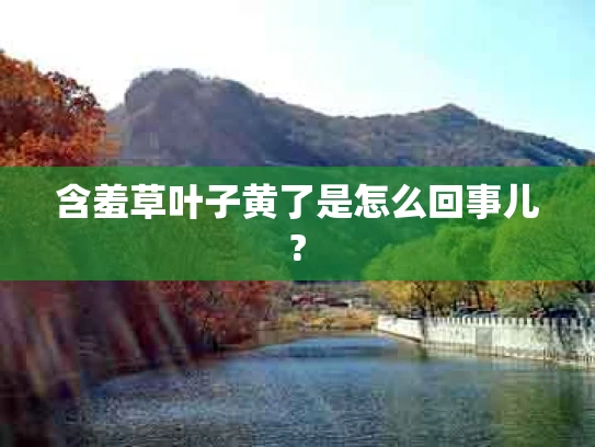 含羞草叶子黄了是怎么回事儿?