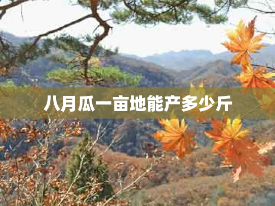 八月瓜一亩地能产多少斤